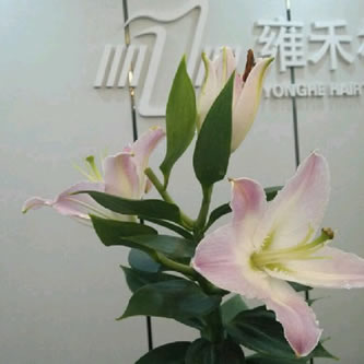 鄭州雍禾植發(fā)醫(yī)院