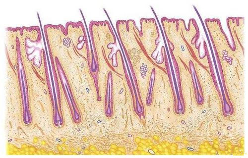 植發(fā)價(jià)格和什么因素有關(guān)系